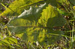 Prairie rosinweed